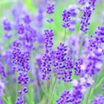 カスタマイズ見出しのサンプル　NO2 　パープル系